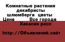 Комнатные растения, декабристы (шлюмберга) цветы › Цена ­ 300 - Все города  »    . Хакасия респ.